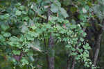 Yellow passionflower